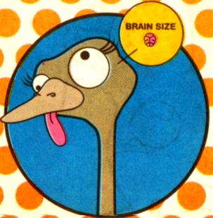 An Ostrichs Eye Is Bigger Than Its Brain