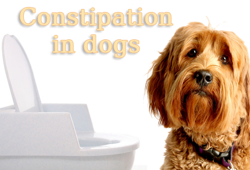 signs of constipation in dogs best remedies for constipation in dogs signs of constipation in dogs best remedies for constipation in dogs