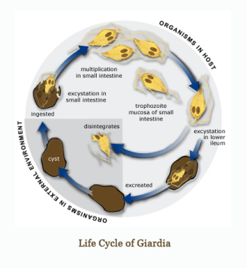 giardia in dogs giardia in dogs giardia in dogs giardia in dogs
