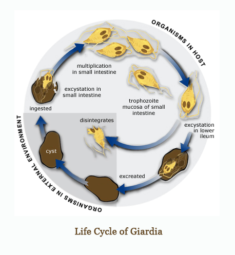 giardia in puppies image gallery cycle giardia humans giardia in puppies image gallery cycle giardia humans