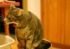Vomiting in Cats